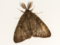Gypsy Moth